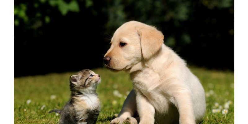 dog-cat